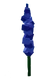 Delphinium