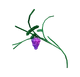 Grape