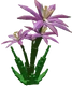 Paradise Petal