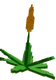 Succulent