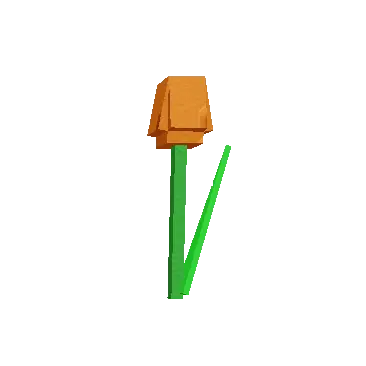 Orange Tulip